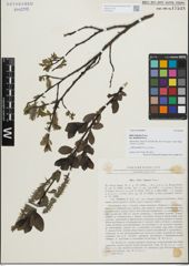 Foto von Salix fumosa var. laxiflora Popov